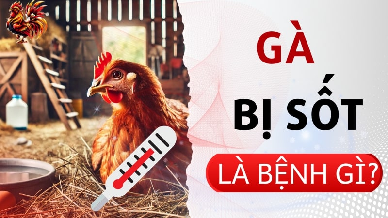 Gà bị sốt là bệnh gì?