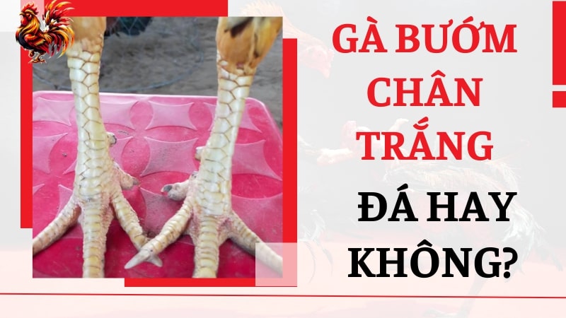 Gà bướm chân trắng đá hay không?