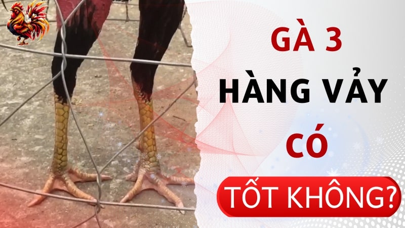 Gà chọi 3 hàng vảy có thực sự tốt không?