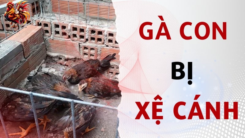 Gà con bị xệ cánh là bệnh gì?