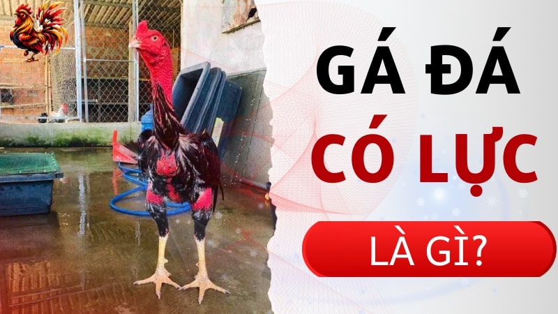 Gà đá có lực là gì?