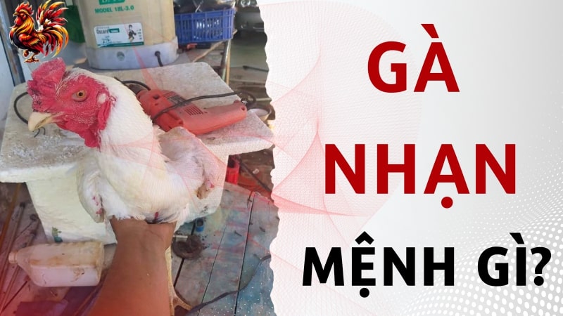 Gà nhạn mệnh gì? Các giống gà nhạn nổi danh trên sới gà