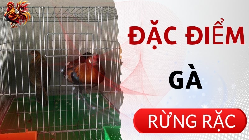 Gà rừng rặc trống