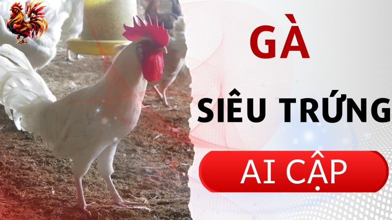 Gà siêu trứng Ai Cập có đặc điểm gì? Nuôi có khó không?