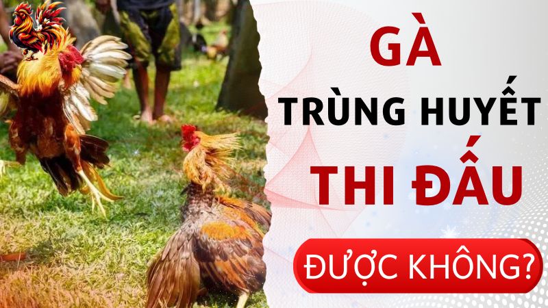 Gà trùng huyết có thể chiến đấu được không?