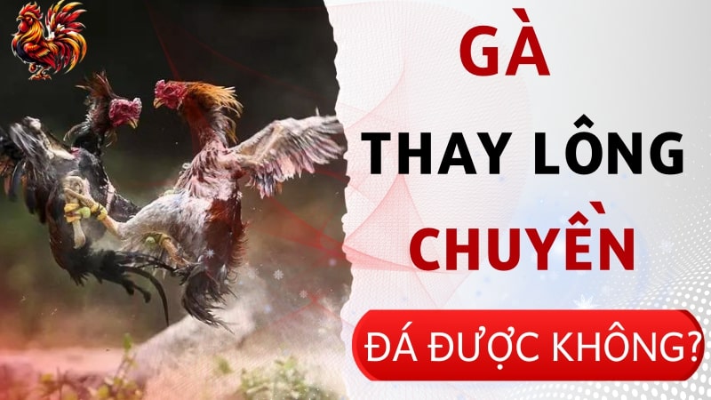 Gà thay lông chuyền đá được không? Mẹo cho gà thay lông sớm