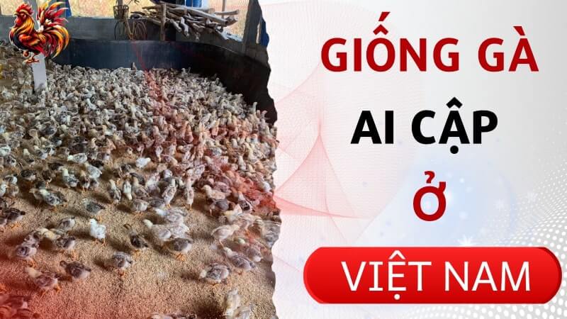 Giống gà Ai Cập ở Việt Nam