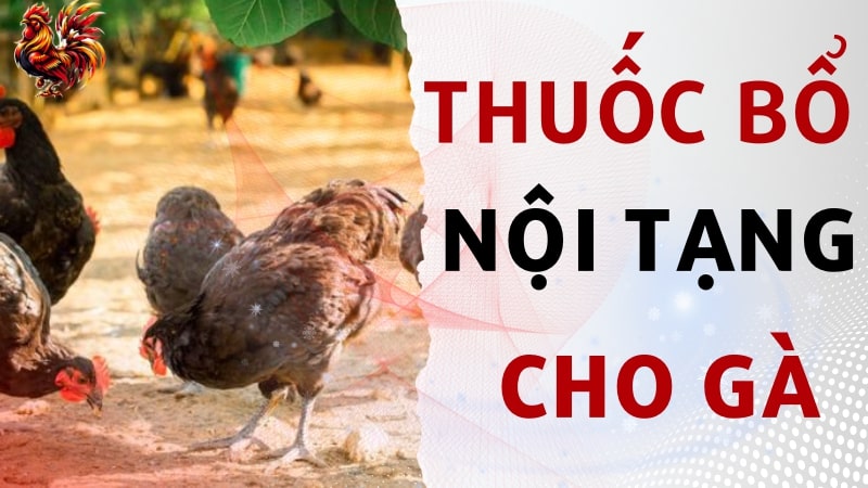 Top 05 loại thuốc bổ nội tạng cho gà hiệu quả nhất hiện nay