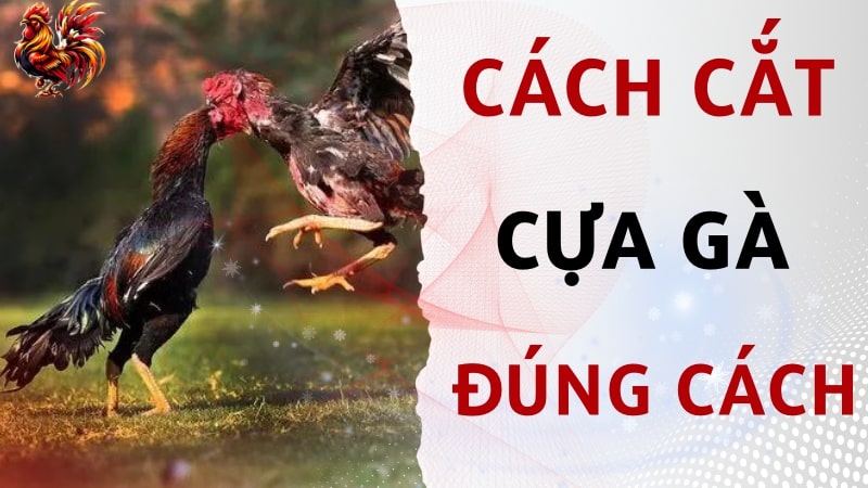 Hướng dẫn cách cắt cựa gà đúng cách