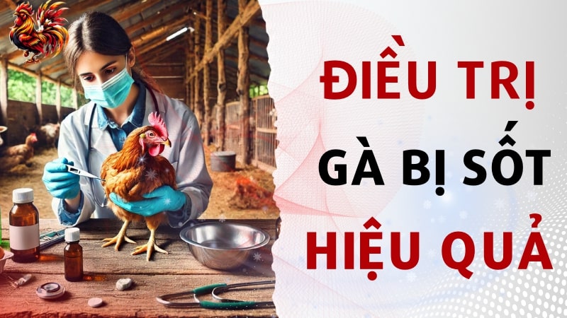 Biểu hiện gà bị sốt, bỏ ăn và giải pháp điều trị hiệu quả