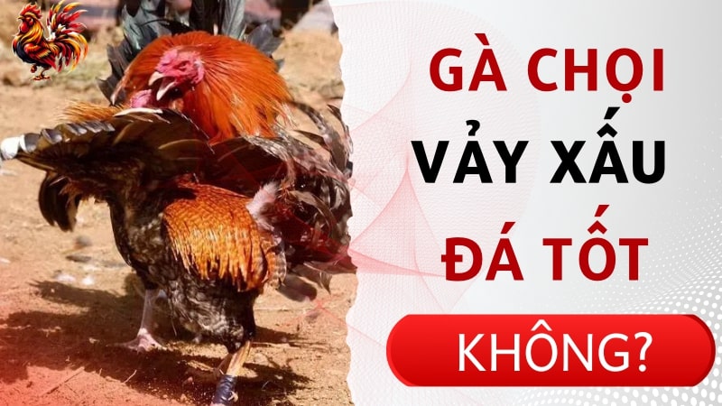 Liệu gà chọi vảy xấu có thể chiến đấu tốt?