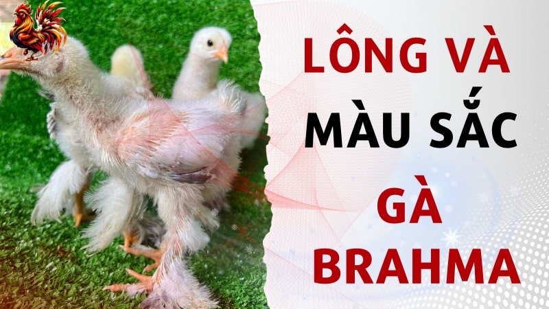 Lông và màu sắc