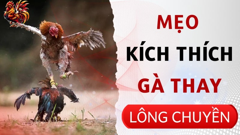 Mẹo kích thích gà thay lông chuyền nhanh để sớm tham gia thi đấu