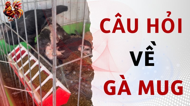 Một số câu hỏi liên quan đến gà Mug