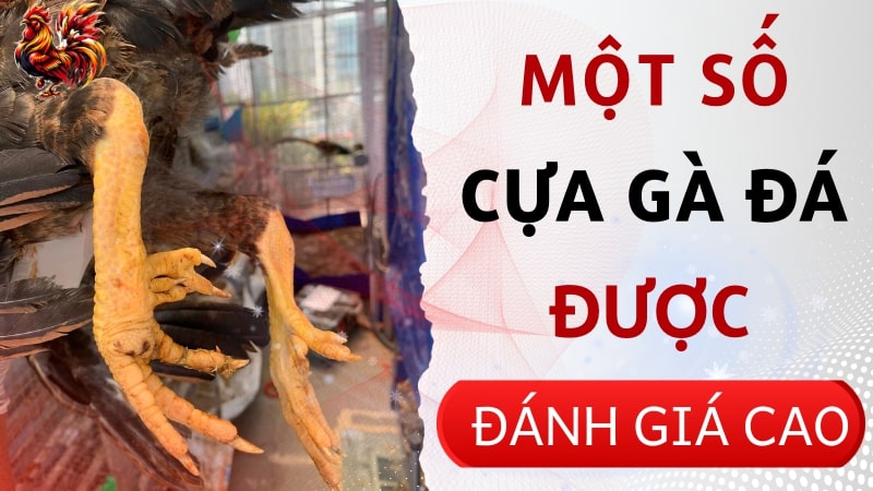 Một số cựa gà đá được đánh giá cao hiện nay