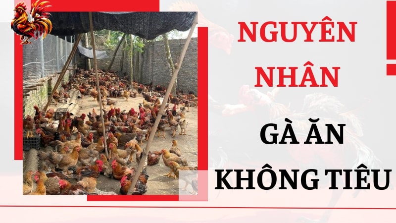 Nguyên nhân dẫn đến gà ăn không tiêu