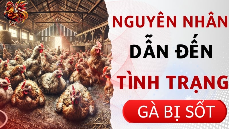 Nguyên nhân dẫn đến tình trạng gà bị sốt