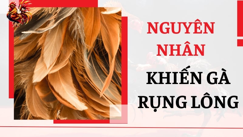 Nguyên nhân khiến gà rụng lông