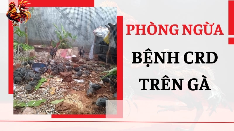 Phòng ngừa bệnh CRD trên gà triệt để