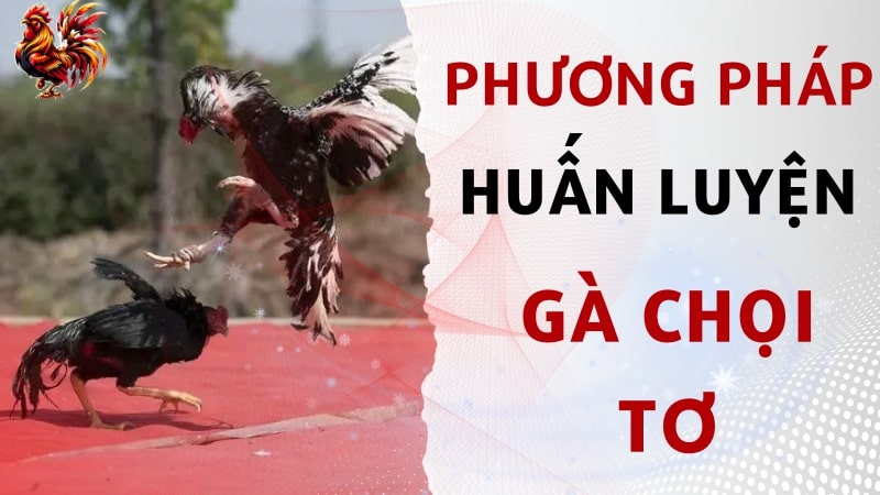 Phương pháp huấn luyện gà chọi tơ