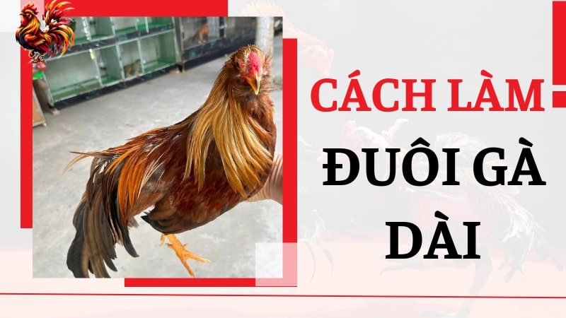 03 Cách làm cho đuôi gà dài nhanh, đẹp và an toàn nhất