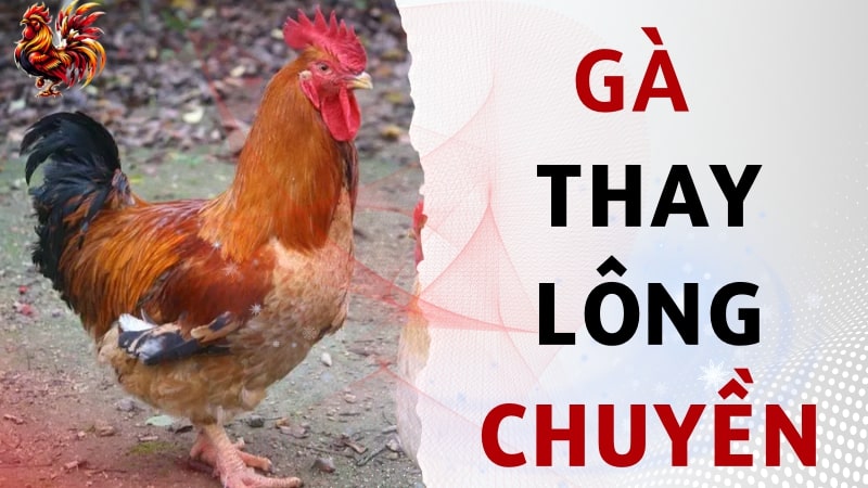 Thay lông chuyền ở gà là gì?