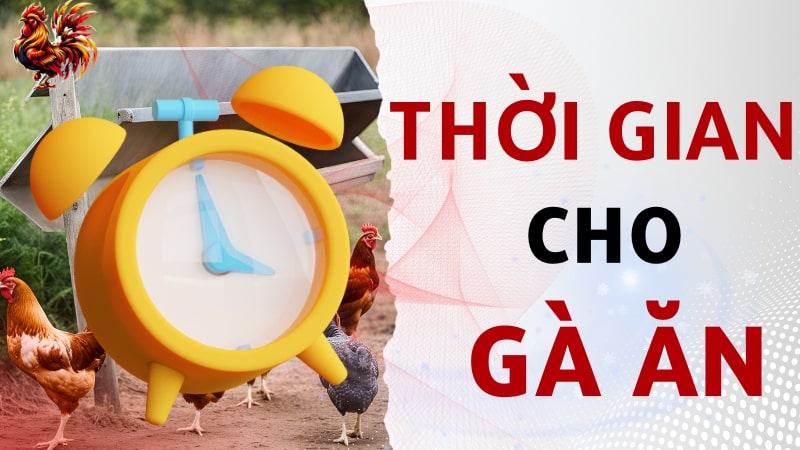 Thời gian cho gà chọi ăn hợp lý