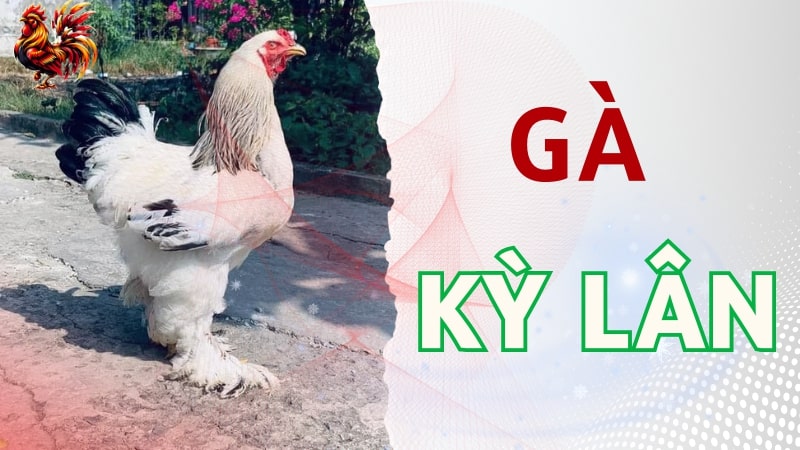 Gà Kỳ Lân - Giống gà nuôi dễ đem lại lợi nhuận cao