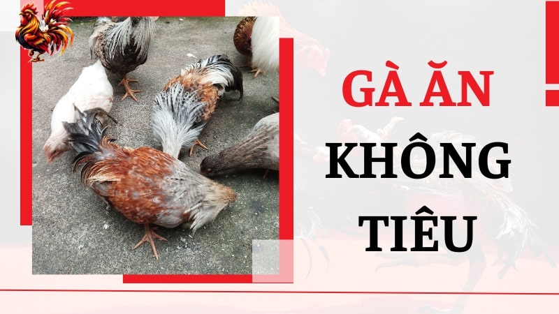 Gà ăn không tiêu là gì? Hướng dẫn cách điều trị hiệu quả