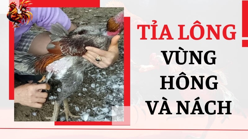 Tỉa lông ở vùng hông và nách của gà chọi