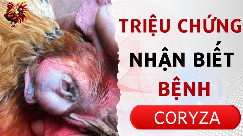 Triệu chứng của bệnh coryza