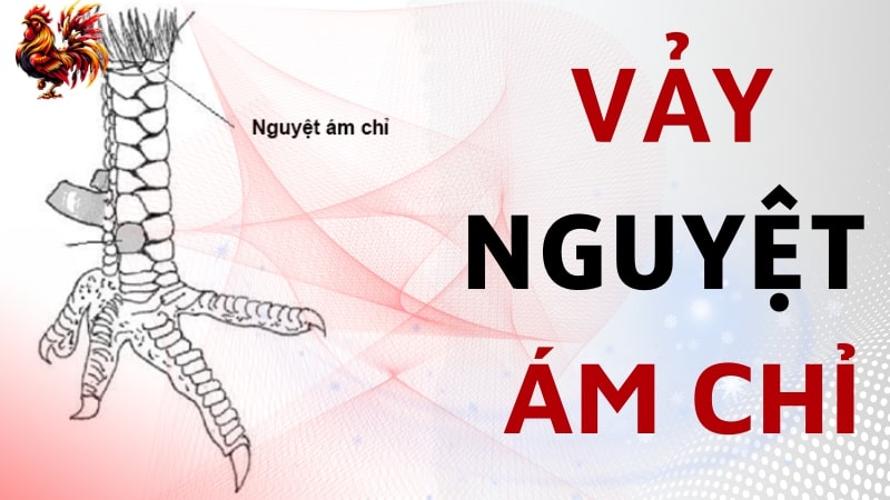 Vảy Nguyệt Ám Chỉ