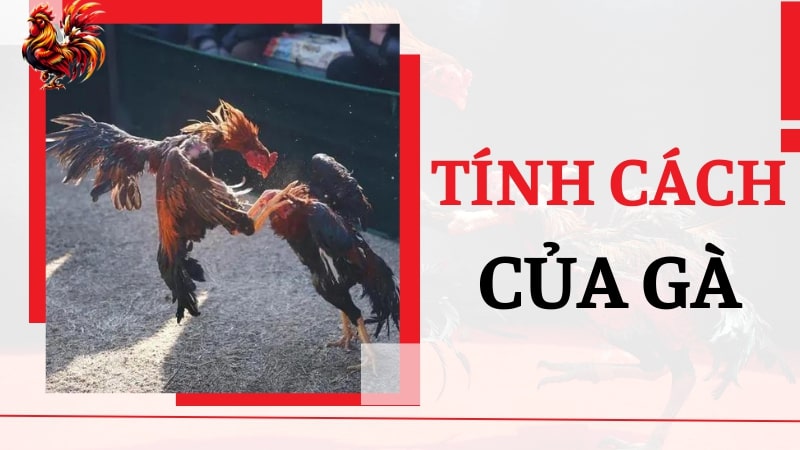 Về tính cách của gà