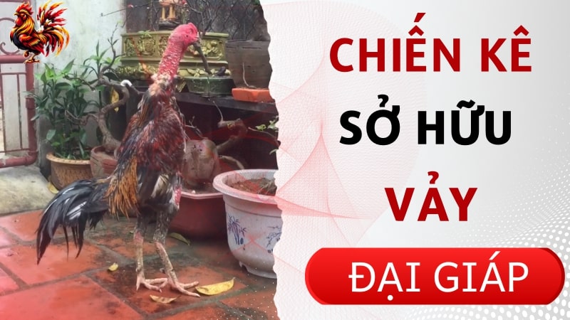 Ví dụ về những chiến kê sở hữu vảy đại giáp