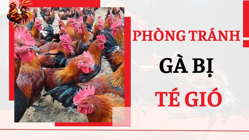 Cách phòng tránh tình trạng gà bị té gió