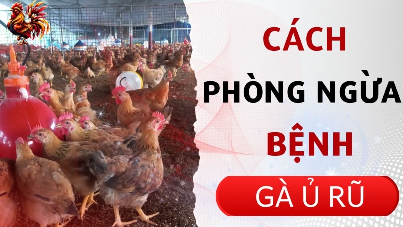 Làm thế nào để phòng ngừa bệnh gà ủ rũ?