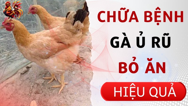 Phương pháp chữa bệnh gà ủ rũ bỏ ăn