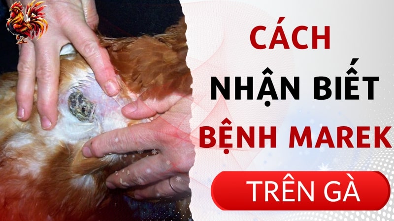 Triệu chứng nhận biết bệnh Marek trên gà