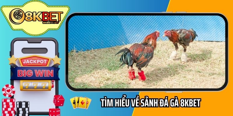 Tìm hiểu về sảnh đá gà 8KBET